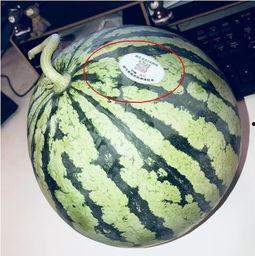 各网红吃瓜视频