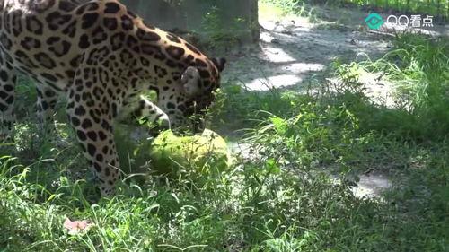 大猫吃瓜爆料视频